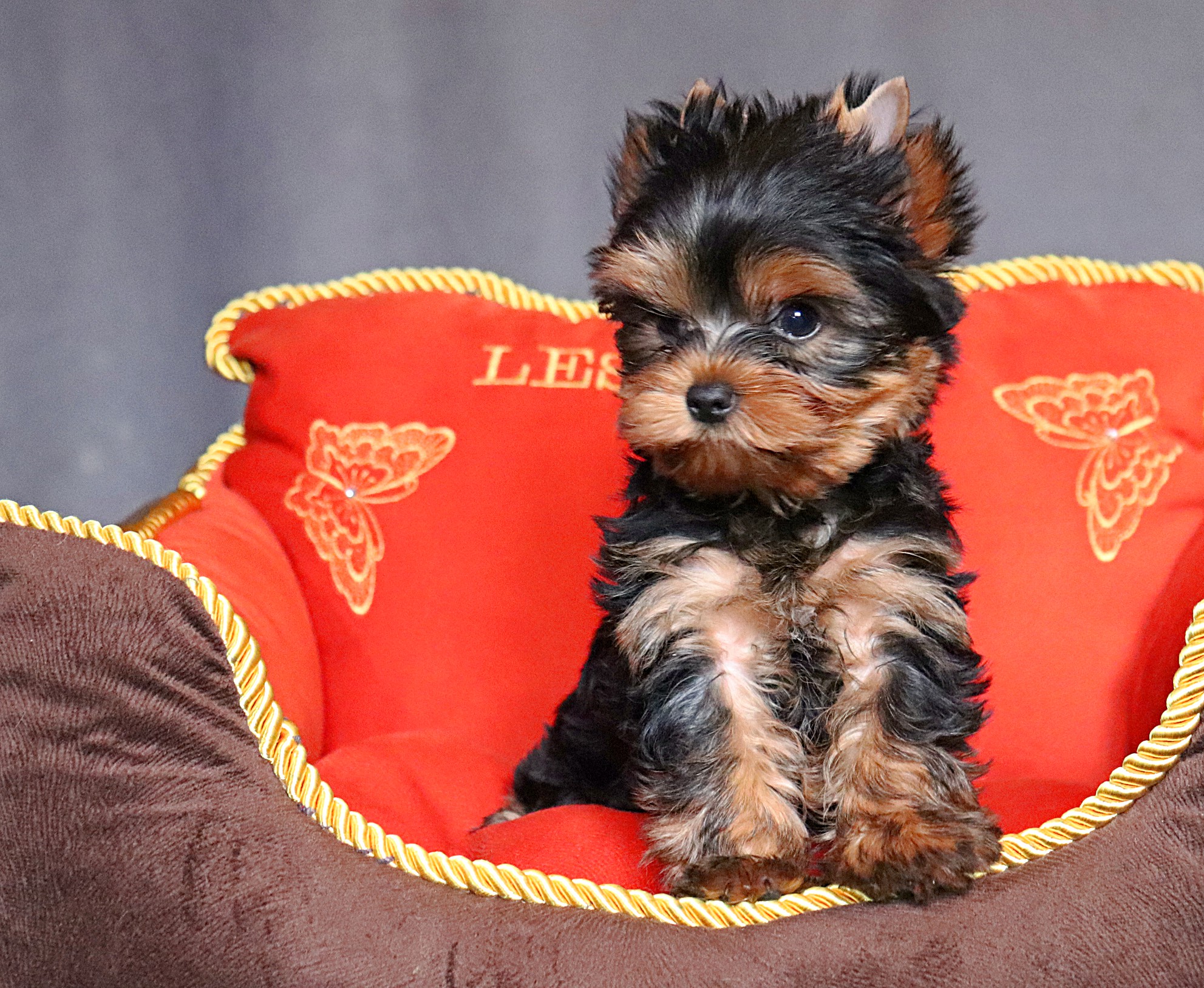 LESANZH ETHAN HUNT &mdash; Labaza DogPedigree YorkshireTerrier